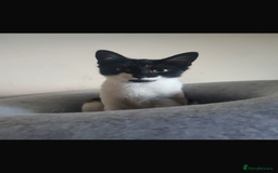 British Longhair cats for sale: 4 beautiful rescue kittens - Image 9