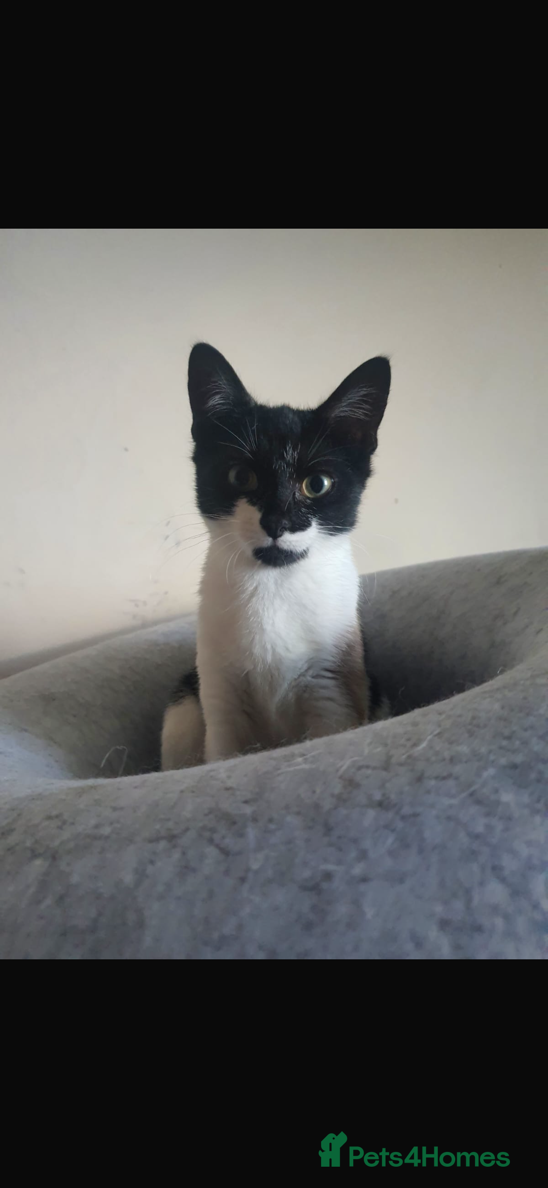 British Longhair cats for sale: 4 beautiful rescue kittens - Image 9