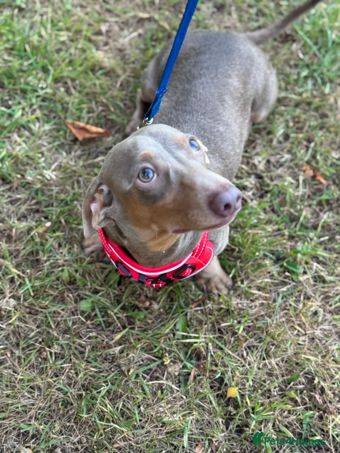 Miniature Dachshund dogs for sale: Junior dachshunds    in Telford - Image 4