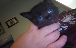 British Shorthair cats for sale: Beautiful little BSH kittens - Image 1