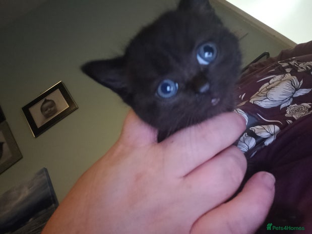 British Shorthair cats - Advert 11