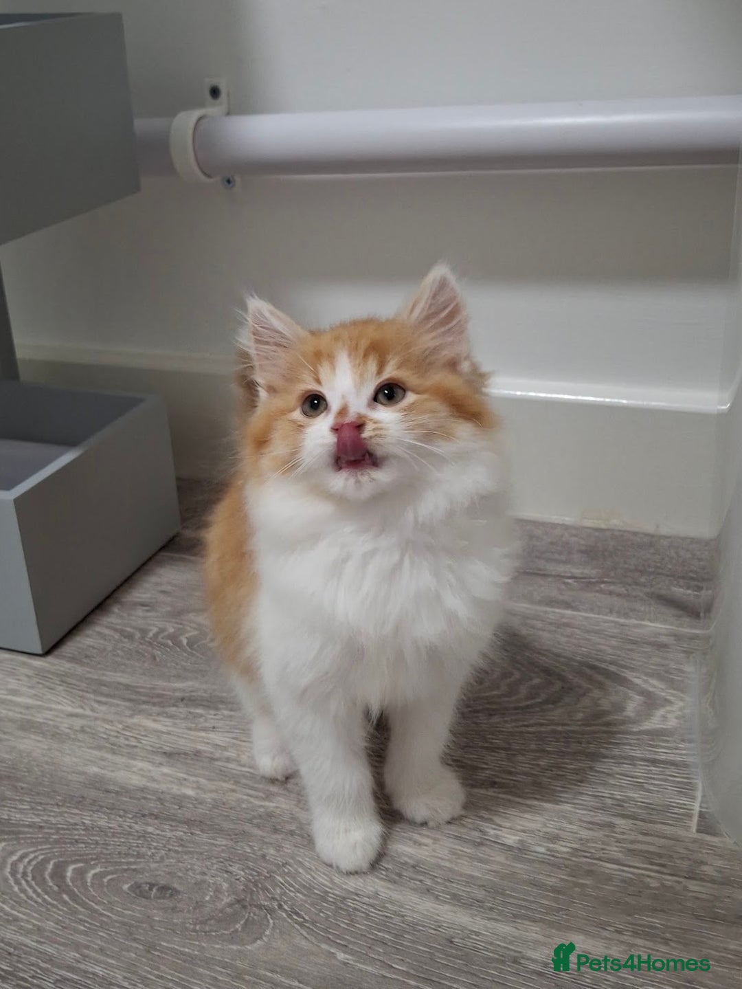 Maine Coon cats for sale: Beautiful Part Maine Coon/Ragdoll Long Haired Male - Advert 27