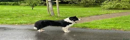 Sprollie dogs for sale: Fantastic Border Collie X Springer Spaniel Puppies - Advert 3