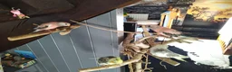 Cockatiels birds for sale: Hand tamed cockatiels parakeets DNA sexed male  - Advert 5