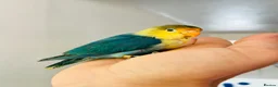 Lovebirds birds for sale: Tame Lovebird Babies – Rare Colours - Advert 1
