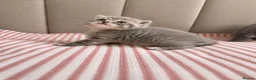 British Shorthair cats for sale: Gorgeous Blue Golden female BSH kitten - Advert 3