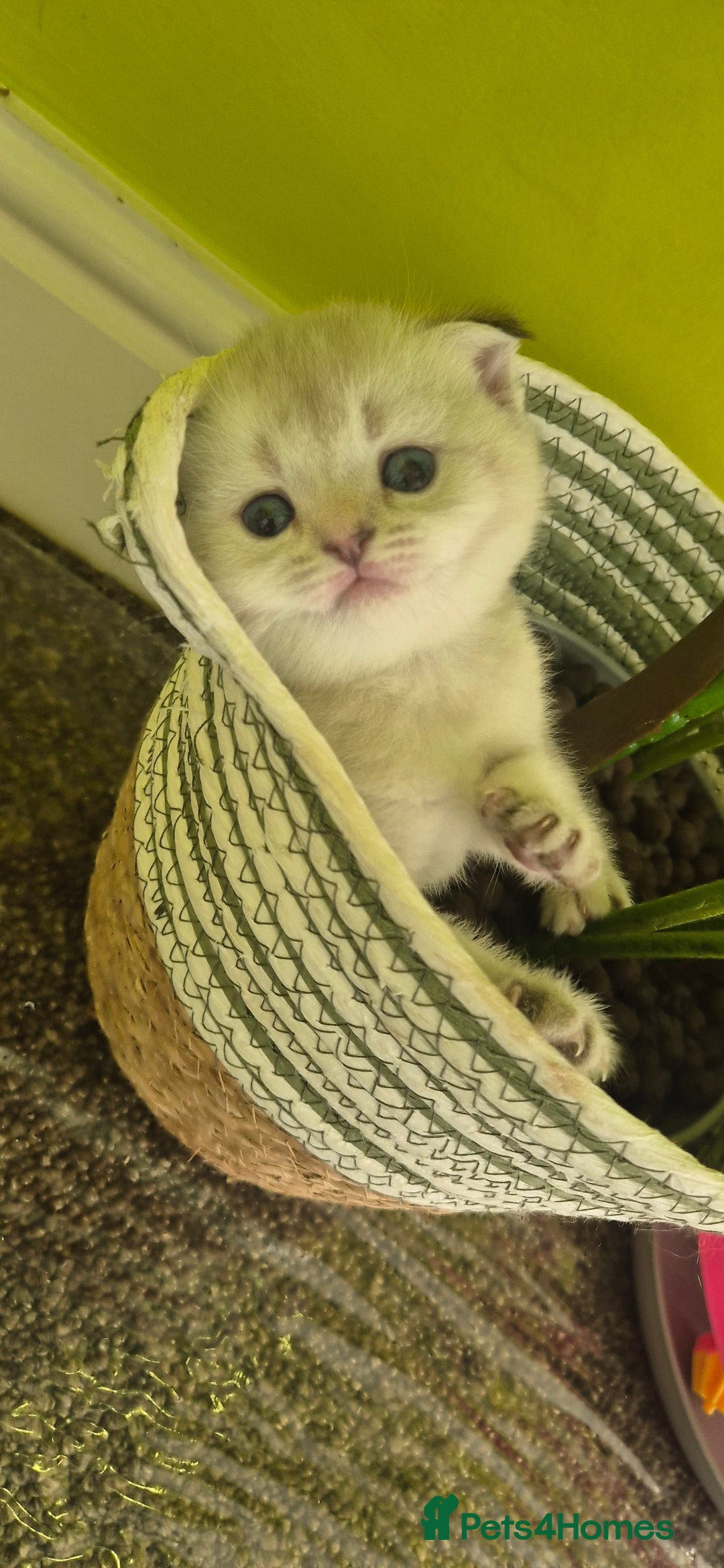 British Shorthair cats for sale: Beautiful Kittens for sale - Image 6