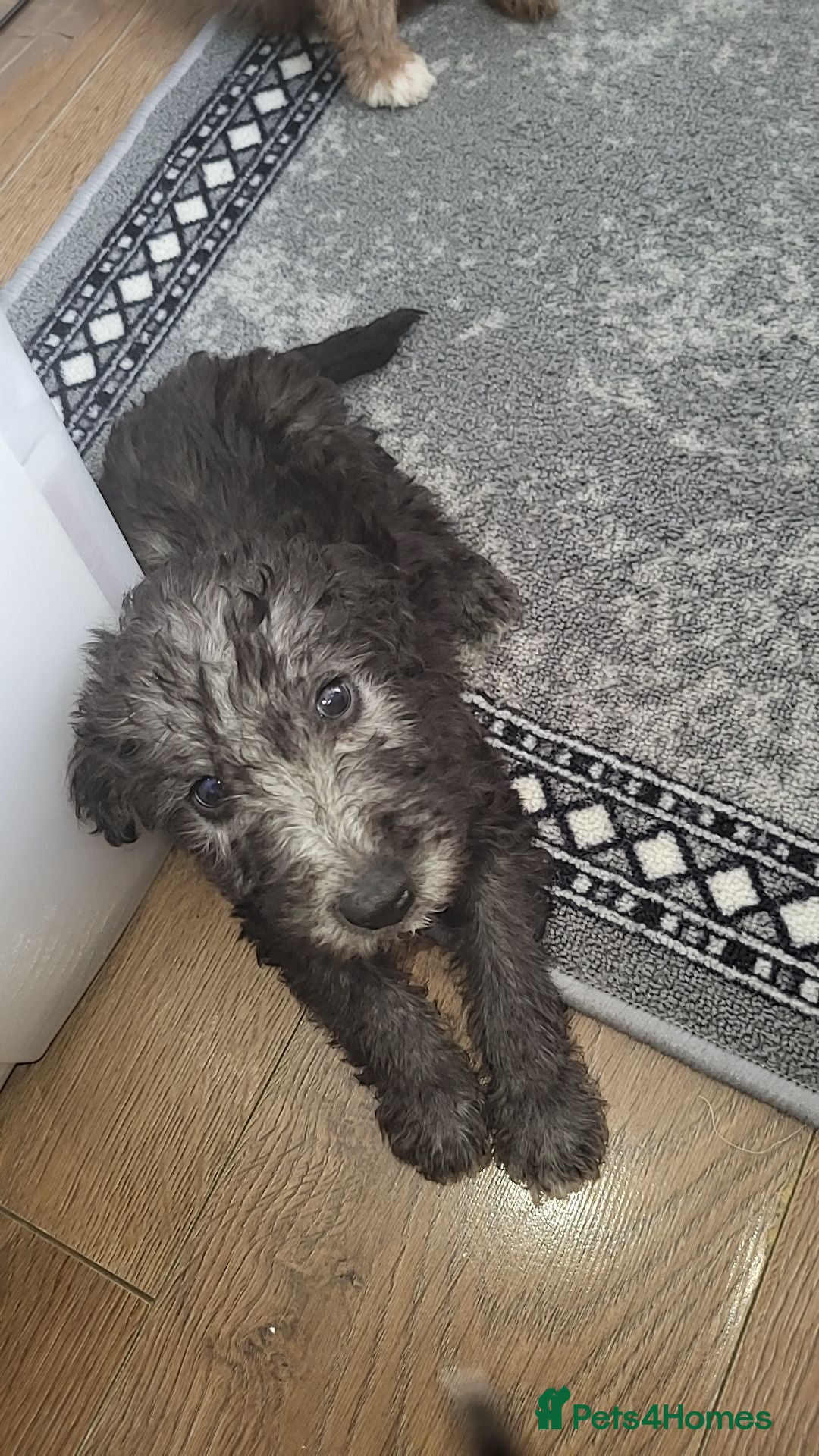 Bedlington Terrier dogs for stud: Bedlington terrier for stud  - Advert 13