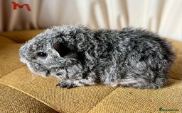 Guinea Pig rodents for sale: Texel guinea pig babies  - Image 1