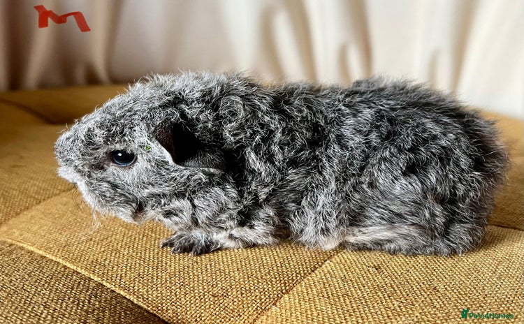 Guinea Pig rodents - Advert 2