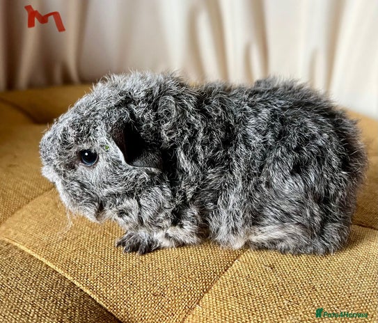 Guinea Pig rodents - Advert 2