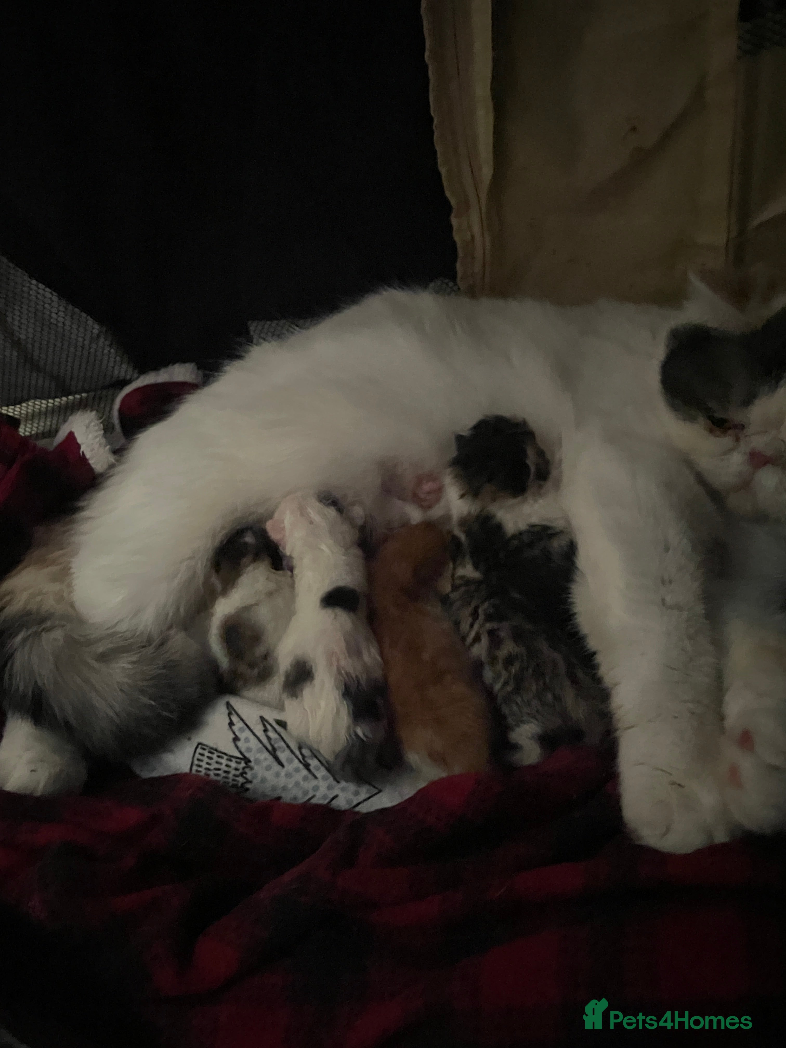 Exotic cats Gorgeous GCCF registered Exotic Shorthair kittens - Advert 3