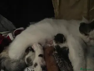 Exotic cats Gorgeous GCCF registered Exotic Shorthair kittens - Advert 3