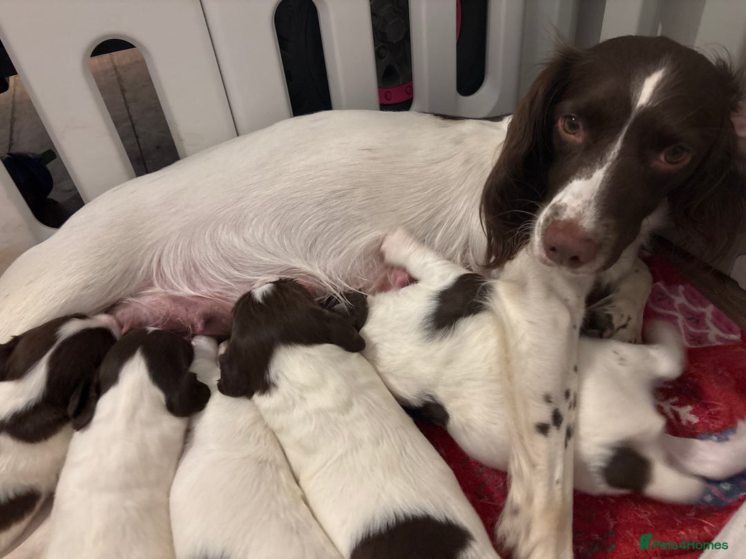 English Springer Spaniel dogs for sale: English springer spaniels  - Image 7
