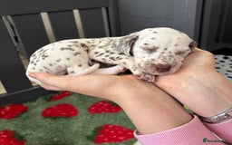 Dalmatian dogs for sale: 8 Gorgeous Dalmatian Puppies - Image 20