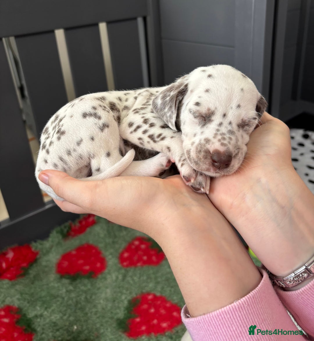 Dalmatian dogs for sale: 8 Gorgeous Dalmatian Puppies - Image 20
