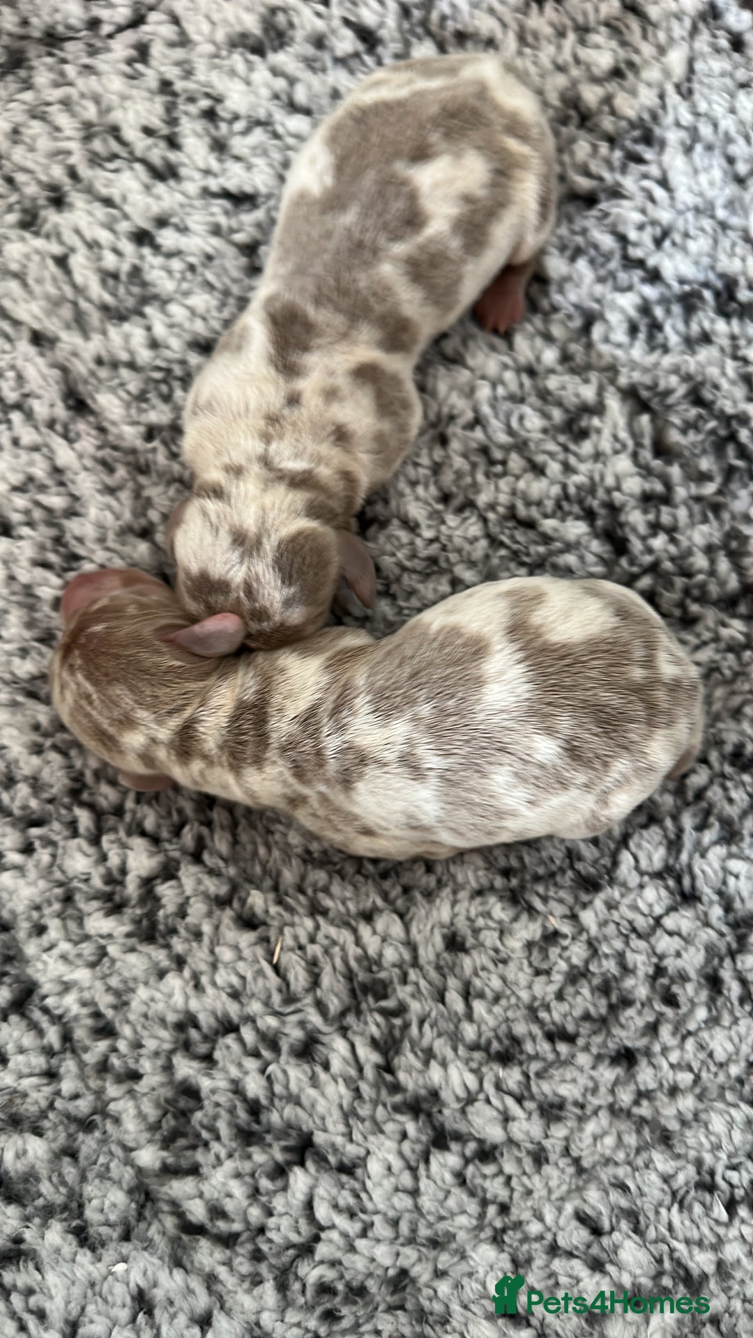 Miniature Dachshund dogs for sale: Miniature Dachshund Puppies - Image 4