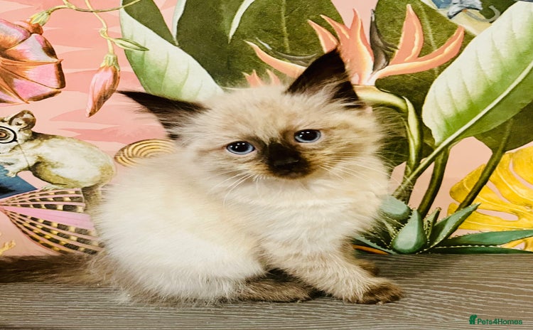 Ragdoll cats - Advert 1