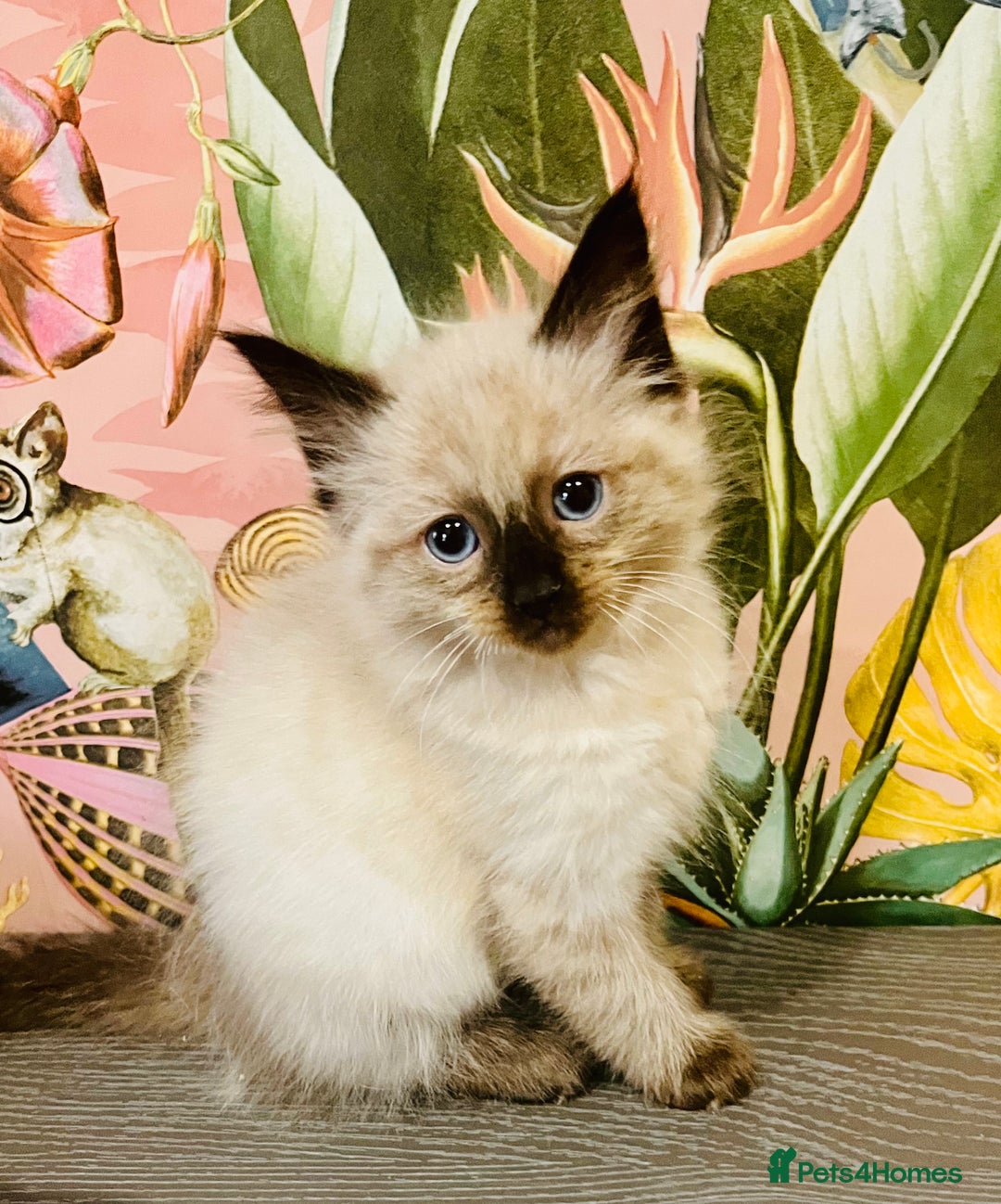 Ragdoll cats for sale: A stunning litter of ragdolls  - Image 1