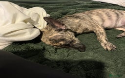 Mixed Breed dogs for sale: (Female) Jack chihuahua 4 months  - Advert 2