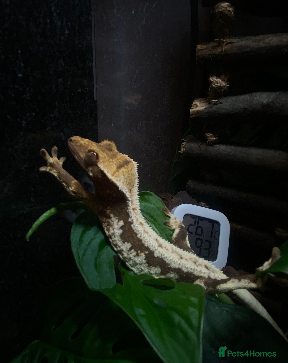 Gecko reptiles Lilly white crested gecko with bioactive set up - Advert 1