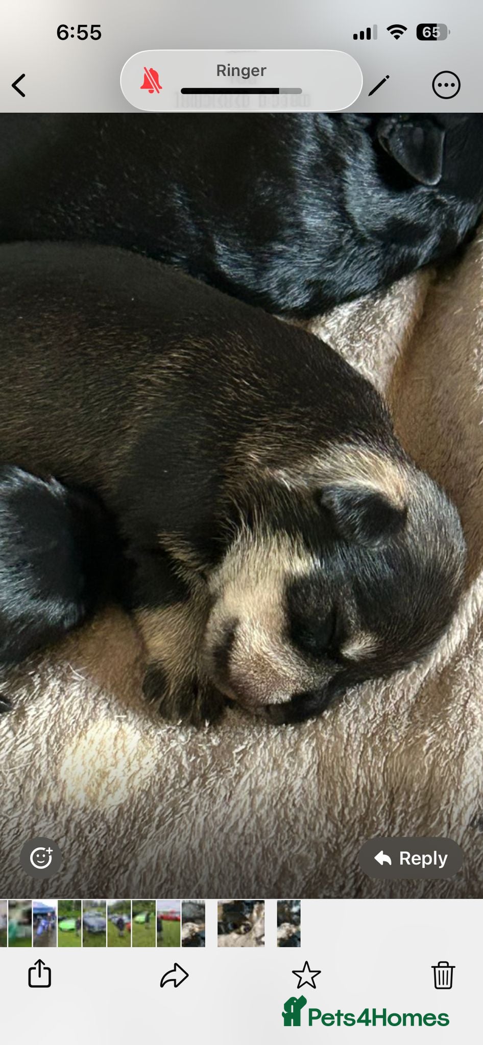 Miniature Schnauzer dogs MINITURE SCHNAUZER PUPS 2 BOYS 4 GIRLS  - Advert 3