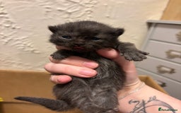 Mixed Breed cats for sale: British shorthair cross kittens - Image 13