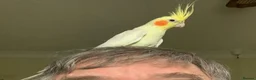 Cockatiels birds for sale: 2x cocktails, large cage & food for sale  in Maidstone - Advert 7