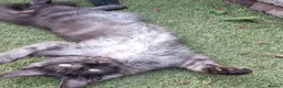 Maine Coon cats for sale: Tica registered ready now - Advert 5