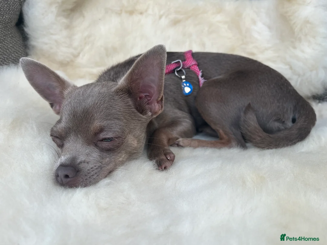Chihuahua dogs for sale: 1 lilac tri (w/peach and white) and 1 blue boy.  - Advert 12