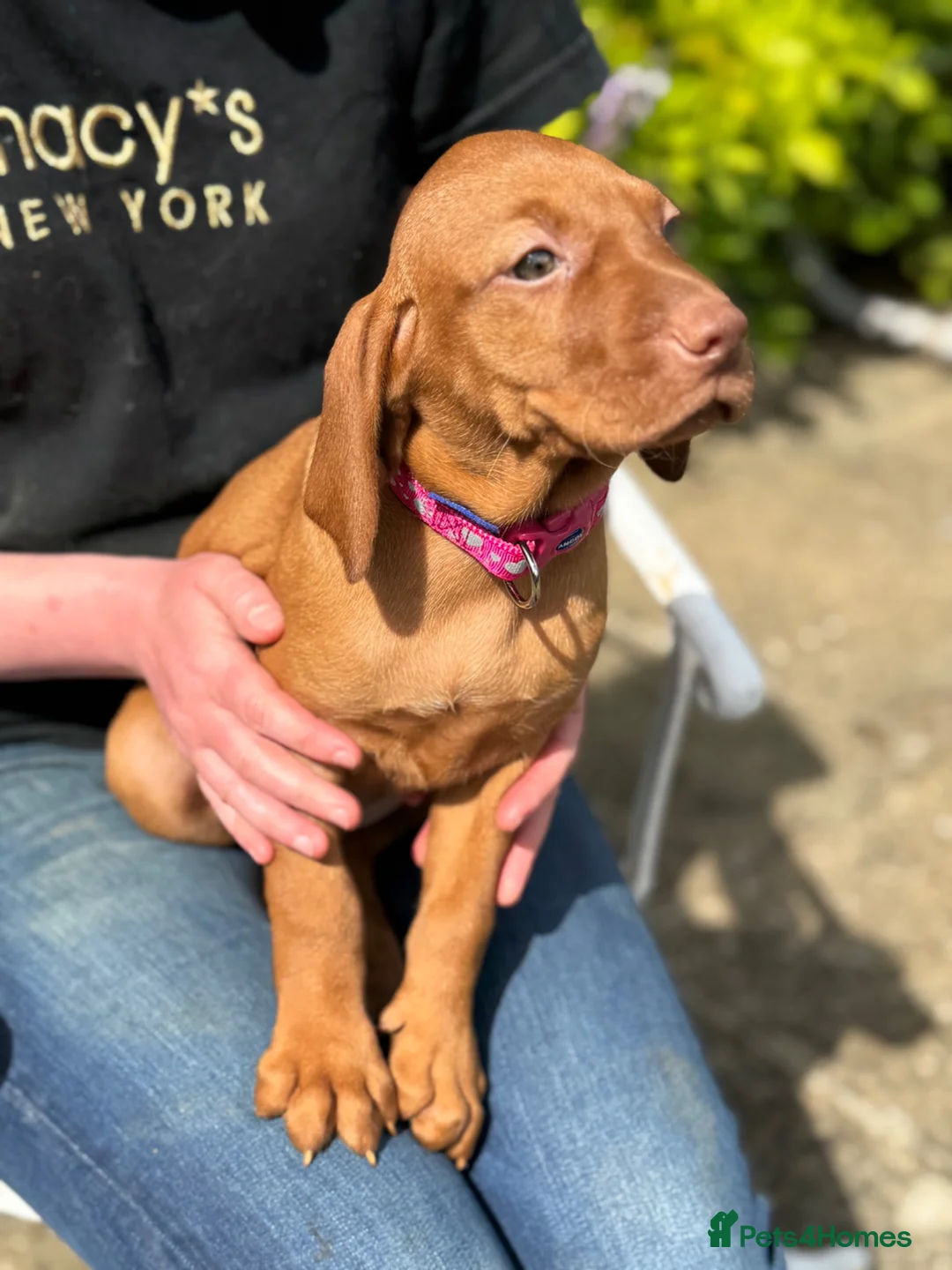 Hungarian Vizsla dogs for sale: Beautiful Hungarian vizsla pups ready now in Southampton - Advert 6