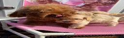 Maltipoo dogs for sale: Korean maltipoo - Advert 19