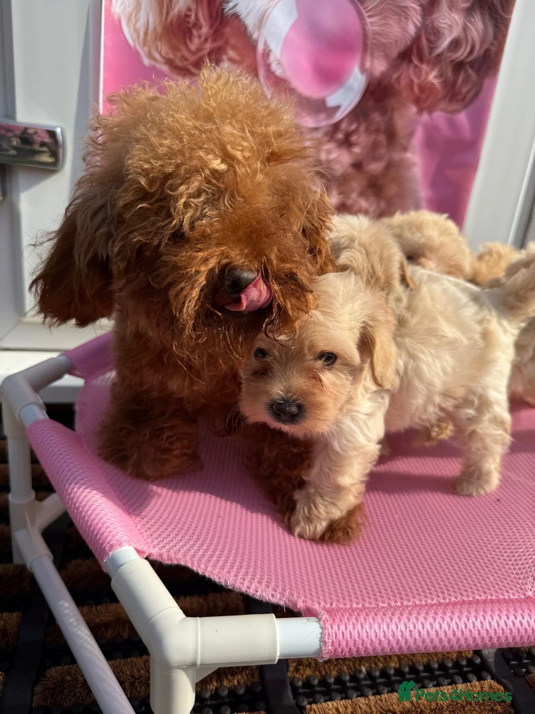 Maltipoo dogs for sale: Korean maltipoo - Advert 19
