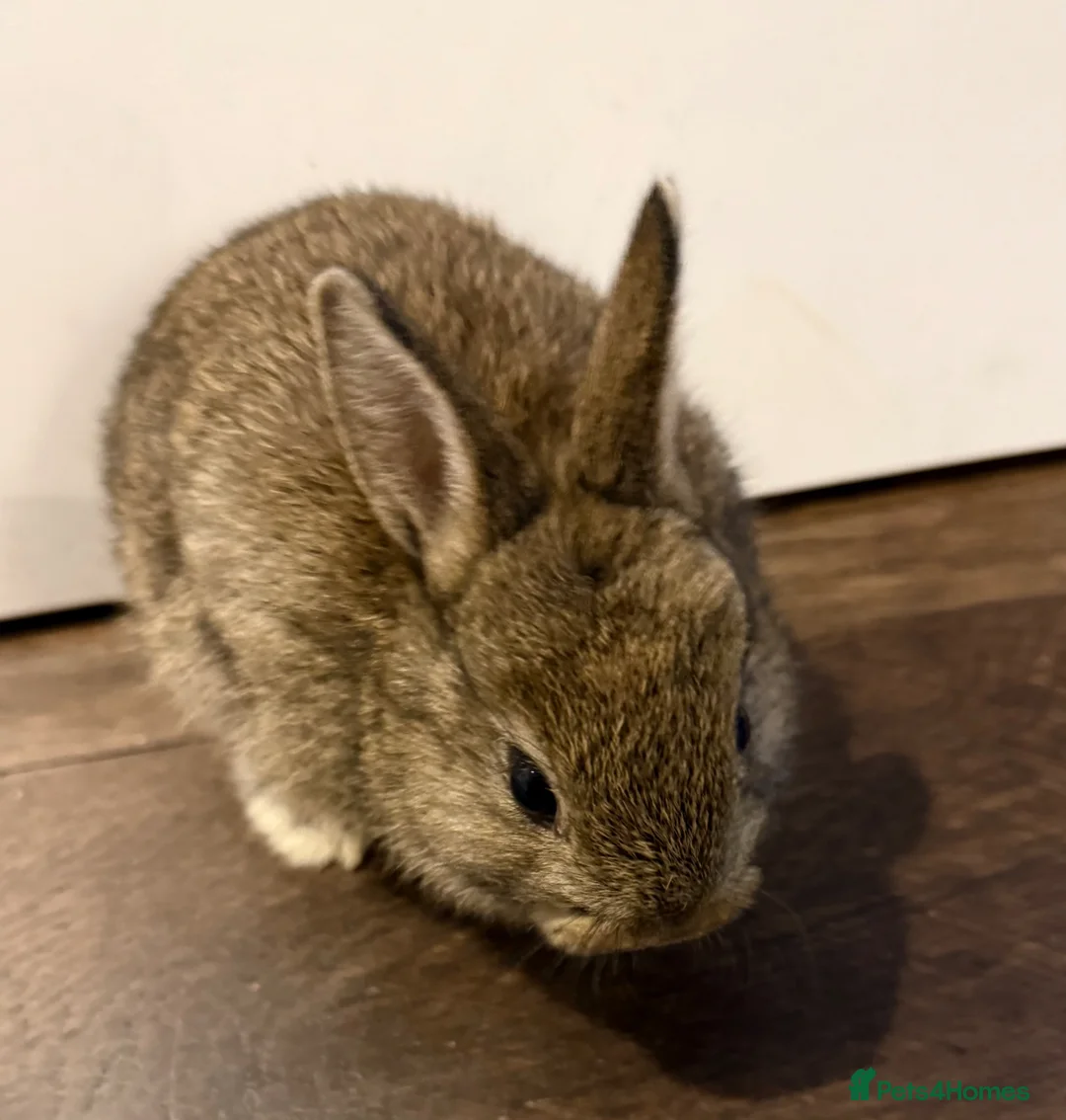 Netherland Dwarf rabbits for sale: Two Netherland Dwarf rabbits, 2 months old  - Advert 1