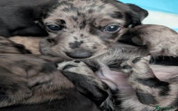 Dachshund dogs for sale: Beautiful Dachshund puppies  - Image 18