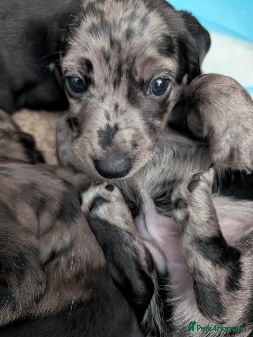 Dachshund dogs for sale: Beautiful Dachshund puppies  - Image 18