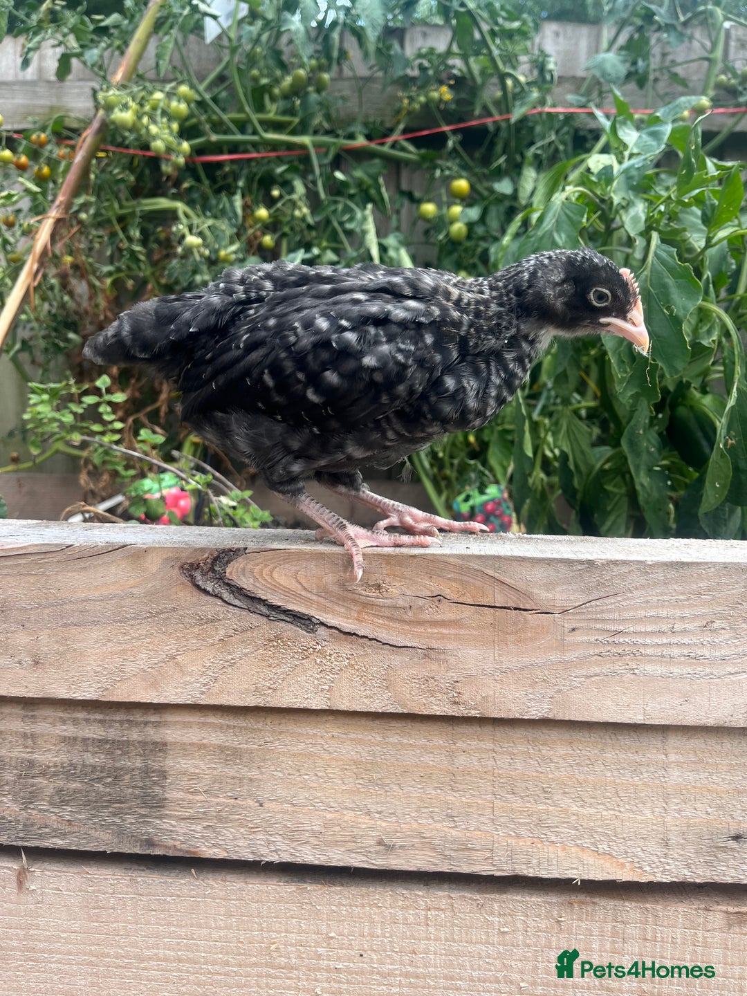Chickens poultry for sale: Mix breeds  - Image 5
