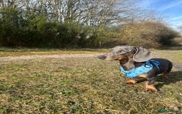 Dachshund dogs for sale: Blue and Tan Dachshund Boy Otis - Image 6