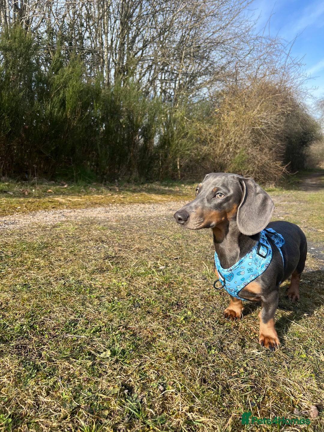 Dachshund dogs for sale: Blue and Tan Dachshund Boy Otis - Image 6