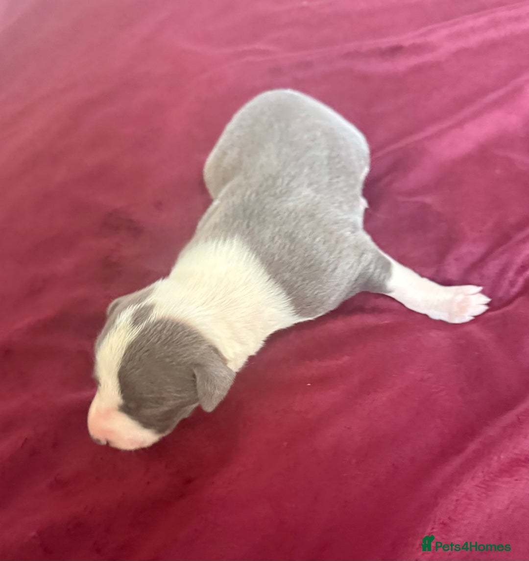 Whippet dogs for sale: 3 Stunning Whippet Boy's available  - Advert 25