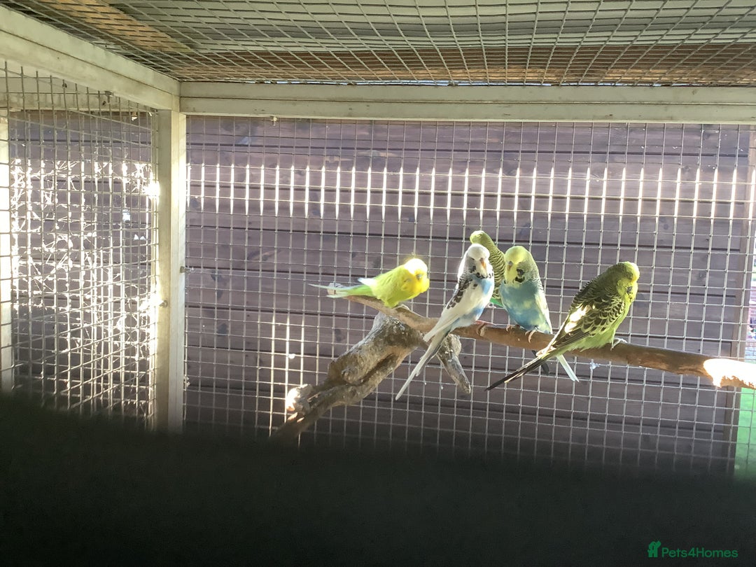 Budgerigars birds for sale: Young and Adult Budgies - Advert 16
