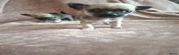 Chihuahua dogs for sale: 4 Tiny Apple head Chihuahuas  - Advert 22