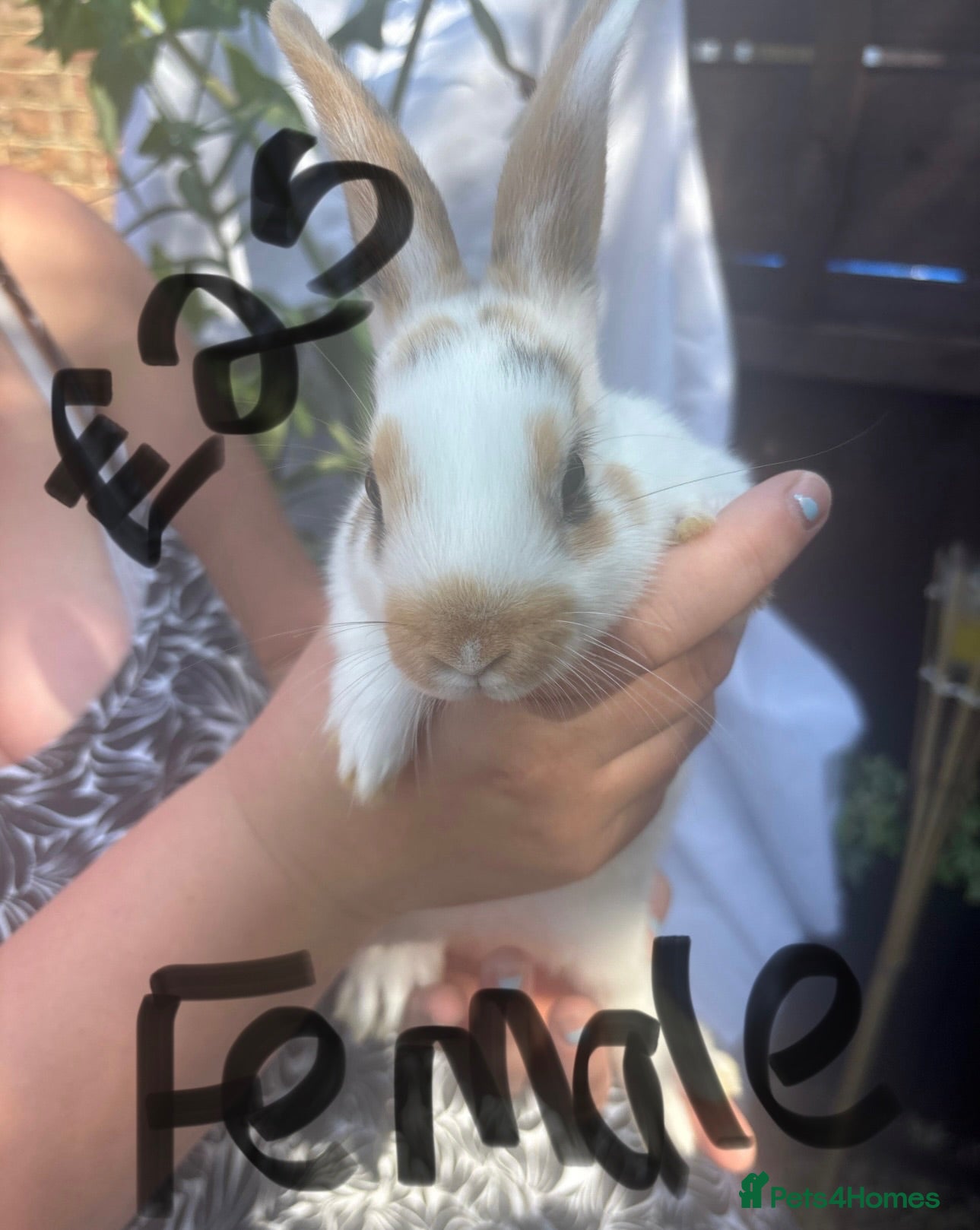 Mixed Breed rabbits 2 Rabbits Avaliable - Advert 4