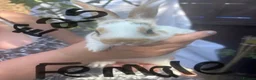 Mixed Breed rabbits for sale: 2 Rabbits Avaliable - Advert 1