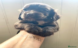 Cocker Spaniel dogs for sale: Exceptional working cocker spaniels  - Image 5