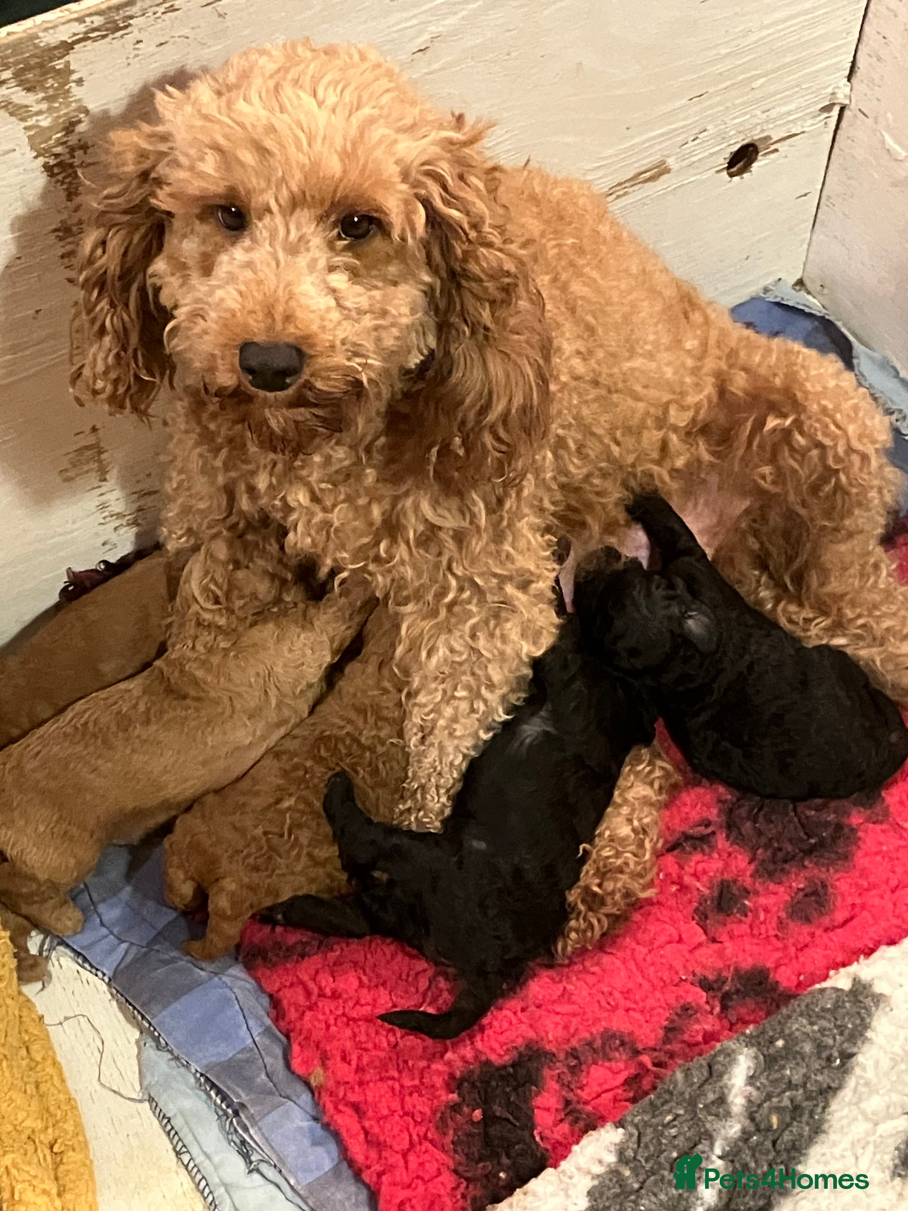 Cockapoo dogs COCKAPOO PUPPIES RED & BLACK coats - Advert 2