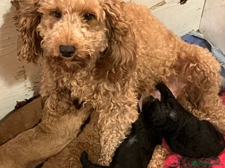 Cockapoo dogs COCKAPOO PUPPIES RED & BLACK coats - Advert 2