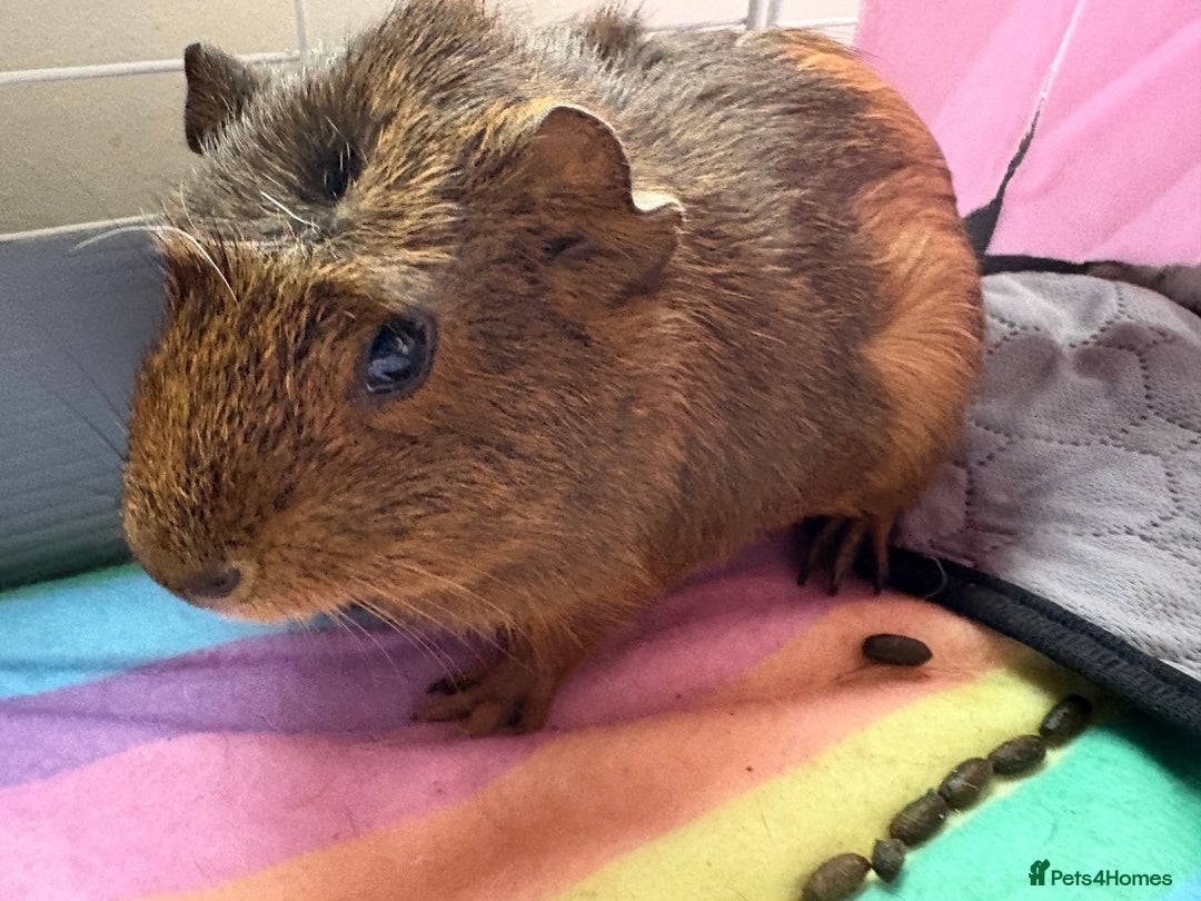 Guinea Pig rodents for sale: 2 Female 4 month old Guineapigs  - Image 2