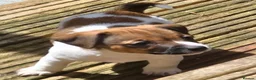 Jack Russell dogs for sale: Jack russell puppies ready now - Advert 2