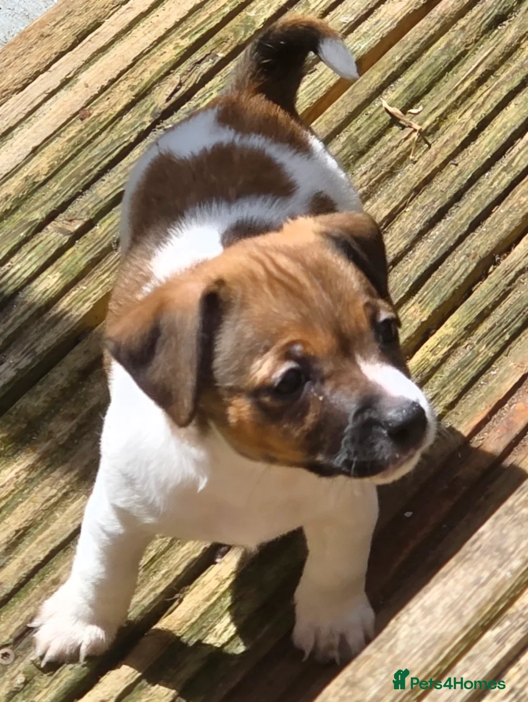 Jack Russell dogs for sale: Jack russell puppies ready now - Advert 2